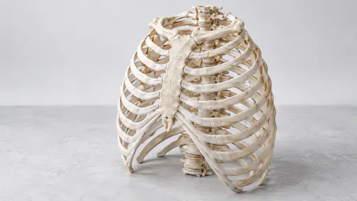 An adult human rib cage with sternum rests on a matte pale grey stone surface seen from slightly above in soft high-key overhead light.