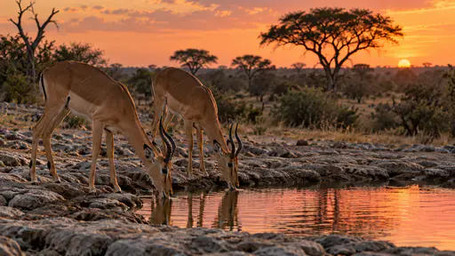A pair of impala drinks quickly at the rim of a shallow waterhole at dusk with heads down and ears flicked back, an orange sky behind the acacia and a band of pink light on the water.