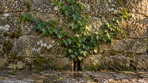 A mature ivy plant emerges from a small drainage gap low in an old lichen-streaked stone wall with its dark green stems and leaves fanning across the wet stone in soft overcast light.