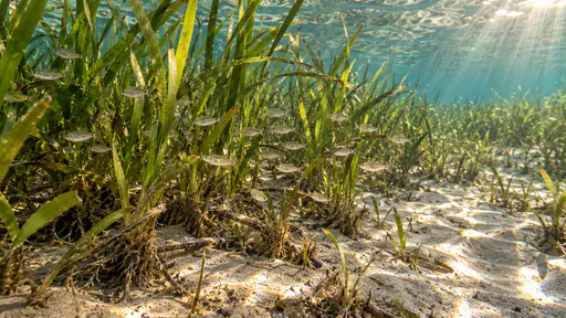 A cloud of small silver juvenile fish hangs among green seagrass blades close to the sandy seabed in clear shallow sunlit water with bands of sunlight rippling across the sand.