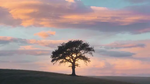 A solitary tree silhouette photographed as a 16:9 landscape, captured in soft pastel sunset light with broad negative space for use as a wallpaper or background image.
