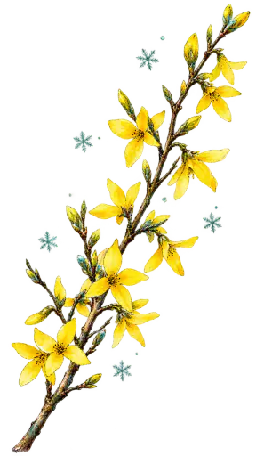A single forsythia branch in yellow bloom with a few snowflakes sketched in fast loose ink lines with yellow and teal watercolor washes, isolated on a transparent background.