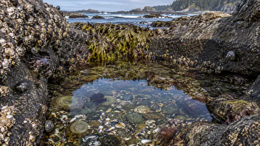 A granite tide pool at the lowest tide with the water level visibly lowered, a damp dark tideline on the rock above it, exposed barnacles and a few small crabs and snails resting in shaded pockets in cool morning light.