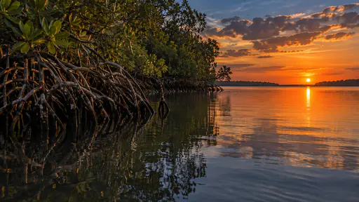 A dark mangrove edge of tangled roots meets open still water along a clear line at dusk, the roots faintly reflected in a calm band of water under a deep orange and blue sky.