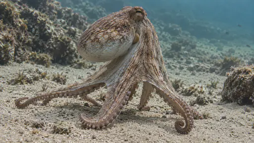 An octopus raises its mantle high above the sandy seabed on stiffened arms with its skin texture banded in the light in clear water.