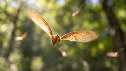 A single pale-brown maple winged seed spins mid-air against a softly blurred green woodland canopy with its two papery wings glowing in strong backlight and a few more seeds falling out of focus behind.