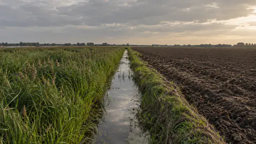Tall green marsh reeds on one side meet a freshly ploughed brown field on the other along a straight ditch line under overcast soft light and a pale grey sky.