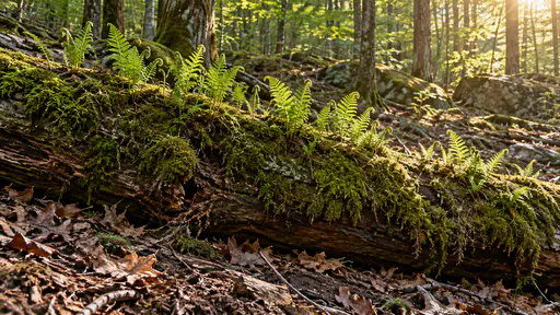 A long fallen tree trunk on a woodland floor is covered in thick moss with young ferns unfurling in a tight line along the bark in dappled forest light.