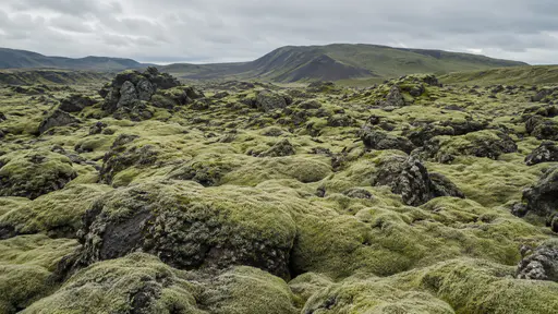 A lava field of rounded black rocks thickly cushioned in pale green moss rolls away to low hills in soft even daylight.