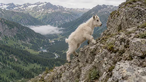 A young mountain goat kid climbs a steep rocky ledge above a high green valley with its small hooves gripping the crumbled edge and its head up with pale cloud in the valley far below in clear morning light.