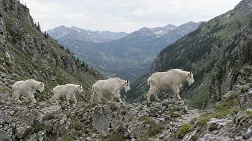 In clear high morning light a small group of mountain goats threads a narrow rocky pass between two steep valley slopes with the lead goat mid-step on a ledge of grey scree and the others following in single file with green slopes falling away on both sides.