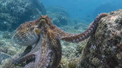 An octopus grips the edge of a rounded rock with one long arm with the sucker line visible along its underside in clear blue water.