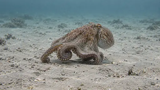 An octopus moves across a bare sandy seabed with its arms gathered beneath it in a rolling gait in open water.