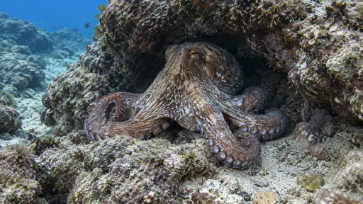 A common octopus rests at the entrance of a rocky den with its head just inside and its arms spread over the rock threshold in clear blue water.