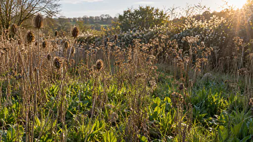 Last season's tall dry brown seed heads stand over a carpet of fresh green shoots at a meadow edge in backlit afternoon light with soft haloes of light around the seed heads.