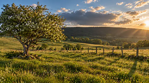 A rolling meadow under a clearing sky with one last dark cloud passing over the tree line, golden light moving across the grass, a hawthorn lit on one side and a fence casting long shadows in warm light.