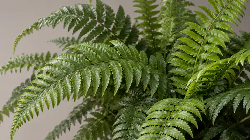 Overlapping fern fronds fill the frame in even shaded light showing their alternating pinnae crossing in layered patterns.