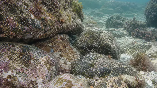 An octopus is partly concealed among low rocks with only part of its mantle and one eye visible between the stones in clear water.