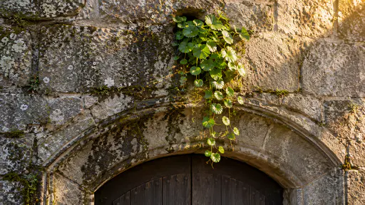 A loose cascade of pennywort with round scalloped leaves spills from a small weep hole in the stone wall above a carved stone doorway arch and trails down the damp wall in cool shaded morning light.
