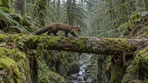 In diffuse overcast light a pine marten crosses a mossy fallen trunk that bridges a deep forest ravine with its slender body and long bushy tail low and balanced and the ravine falling away on both sides in green shadow.