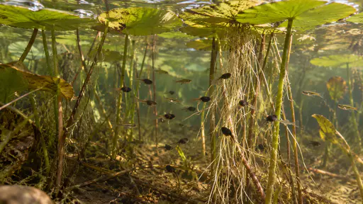 Tiny tadpoles and small fry cluster among the trailing roots and submerged stems of floating water lily pads in clear brown-green water of a calm pond under soft overcast light.