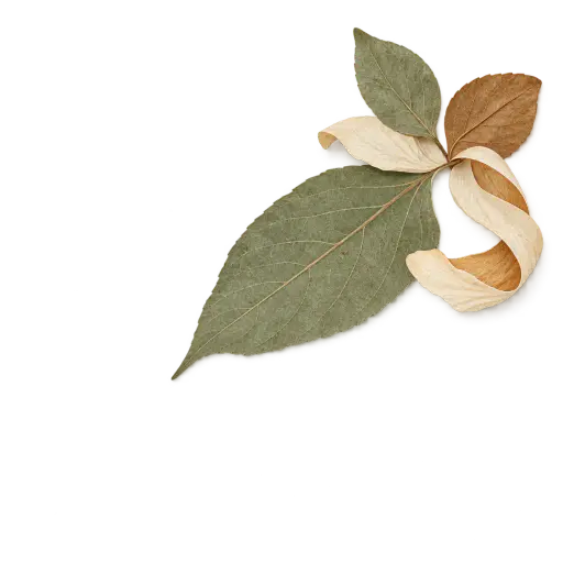One large pressed leaf with two small leaves and a curled cream paper strip are arranged diagonally in the upper right corner on a transparent background.