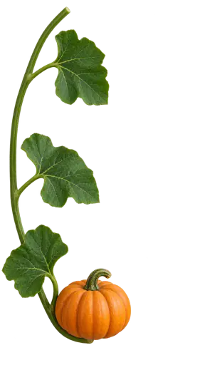 A deep green pumpkin vine curves up the left side as an ornamental bracket, carrying three broad leaves and one small orange pumpkin, isolated on a transparent background. Halloween border overlay asset for compositing around page edges.