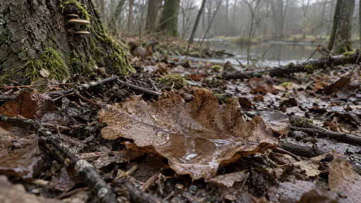 A brown softened oak leaf lies with one half cupped upward holding a small pool of rainwater with beads of water on its decayed surface in flat wet light.