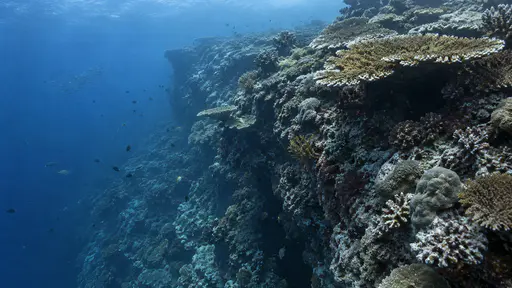 A reef edge drops from a coral-covered terrace into darker open water below with the wall face crowded with coral in deepening blue light.