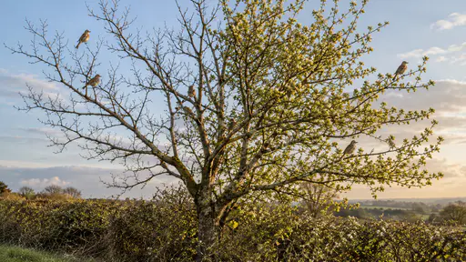 A group of six small brown migrant birds rest on the branches of a tree that is bare on one side and thick with swelling buds on the other in cool early morning light with a pale sky behind.