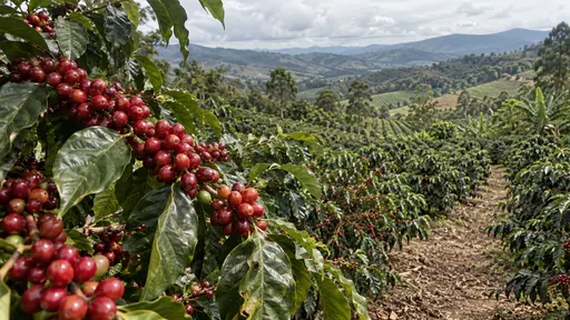 A coffee branch heavy with ripe red cherries fills the left foreground in bright midday light while row after row of coffee bushes falls away across the valley behind it.
