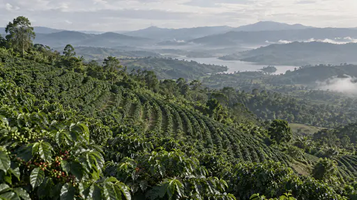 Long curved rows of dark green coffee bushes follow a hillside slope down into a hazy valley in clear morning light, seen from the plantation high edge.