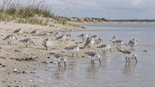 A flock of about twenty sanderlings of one species rests and feeds along the edge of a calm lagoon on a sandy bar at midday, pale grey and white against bright sand with a few reeds and a low dune behind.