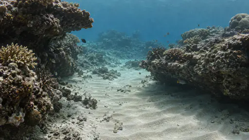A sandy channel with ripple marks runs between two low coral banks with coral overhangs at both edges in clear blue water.