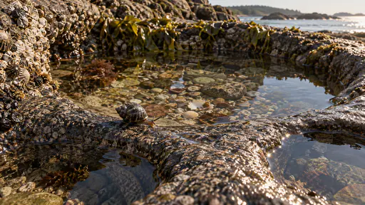 A sea snail with a spiral grey-brown shell crosses a wet rock bridge between two water-filled hollows at the edge of a granite tide pool, a faint trail on the glistening stone, the weed shelf and barnacled rim behind it in soft overcast light.
