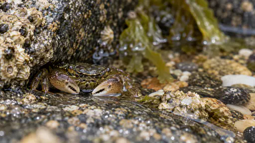 A small brown-green shore crab with two claws shelters in a narrow gap between two dark rocks at the edge of a granite tide pool at low water, a film of water glinting on the stone and a barnacle cluster beside it in soft morning side light.