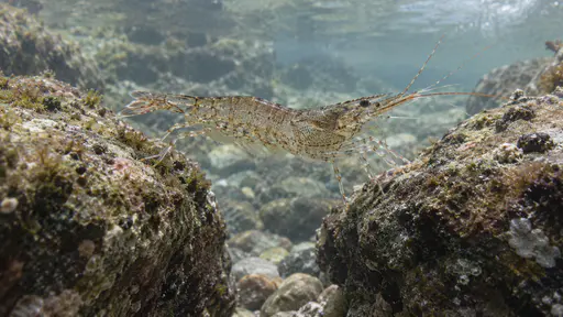 A shrimp crosses a small crevice between two rocks with its body bridging the gap and its legs reaching both edges in clear water.