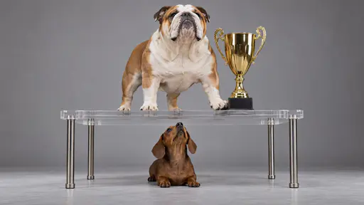 Underdog: a short brown dachshund crouches low beneath a raised clear acrylic platform, head tipped back to look up, while a heavy broad-chested bulldog stands squarely on the platform above, chin lifted, one paw near a tall gold cup on a plinth at the platform's edge. Soft studio light from the…