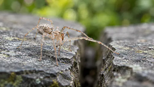 A small pale spider with long legs stretches one front leg across the narrow gap between two weathered slate tiles on a garden wall with its other legs holding the near tile edge, the whole spider in side view with a shallow focus plane in bright diffuse light.