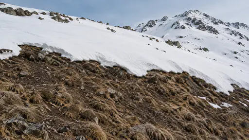 A clean white snowline ends sharply on exposed dark brown earth and dry tufted grass on a high slope with the snowfield above and bare ground below under cold clear light and a pale blue sky.