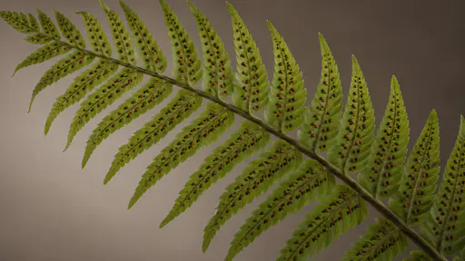 One large fern frond is seen from below in even shaded light showing neat rows of small round brown sori along the undersides of its leaflets.