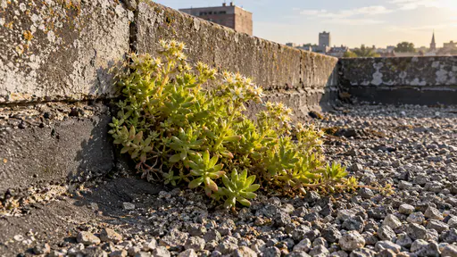A thick clump of yellow-green stonecrop with small pale star-shaped flowers is wedged into the gravel corner where an old flat roof meets a low weathered parapet wall in thin high sunlight.