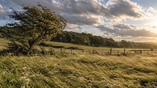 A rolling meadow with all its grasses bent flat in one direction by strong wind, a hawthorn leaning with streaming leaves and a few leaves flying and clouds racing above the tree line in hard low light.
