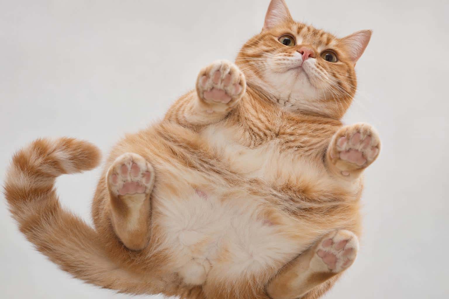 Under-glass pet portrait, prompt only example