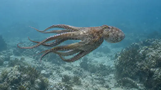 An octopus swims above the seabed in open blue water with all eight arms trailing behind it in a loose spread.