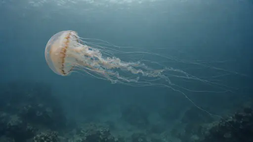 One jellyfish drifts through hazy blue open water with its long thin tentacles trailing and stretching far behind it through the water.