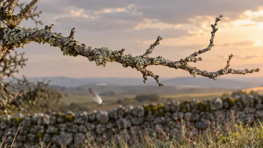 An empty bare lichen-covered ash branch stands against a soft grey sky turning pale peach with one small feather drifting down past it and a blurred stone wall behind in pale evening light.