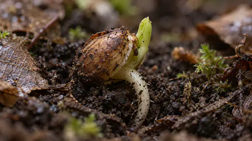On the dark leaf-littered soil of a forest floor a settled seed has split and sent out a first pale rootlet curving down into the soil with a tiny pale-green shoot just pushing up among fallen leaves in gentle morning light.