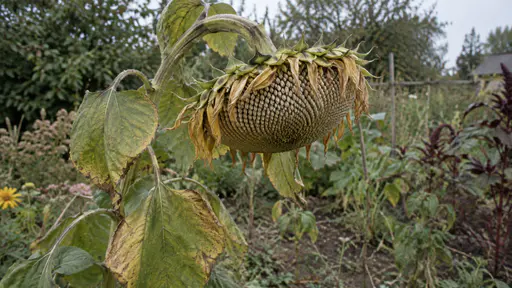 A sunflower head hangs nodding face down on a bending stem, its petals withered and mostly fallen and its centre a pattern of plump ripening seeds.