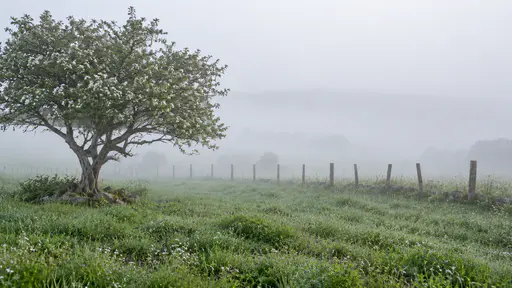 A rolling meadow with a hawthorn tree on the left and a wooden post fence fading into thick pale morning fog with the tree line almost gone and dew on the nearby grass.